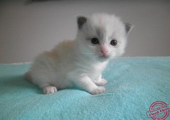 chaton femelle ragdoll - 22 jours 2 - Chatterie Ragdolls du Val de Beauvoir